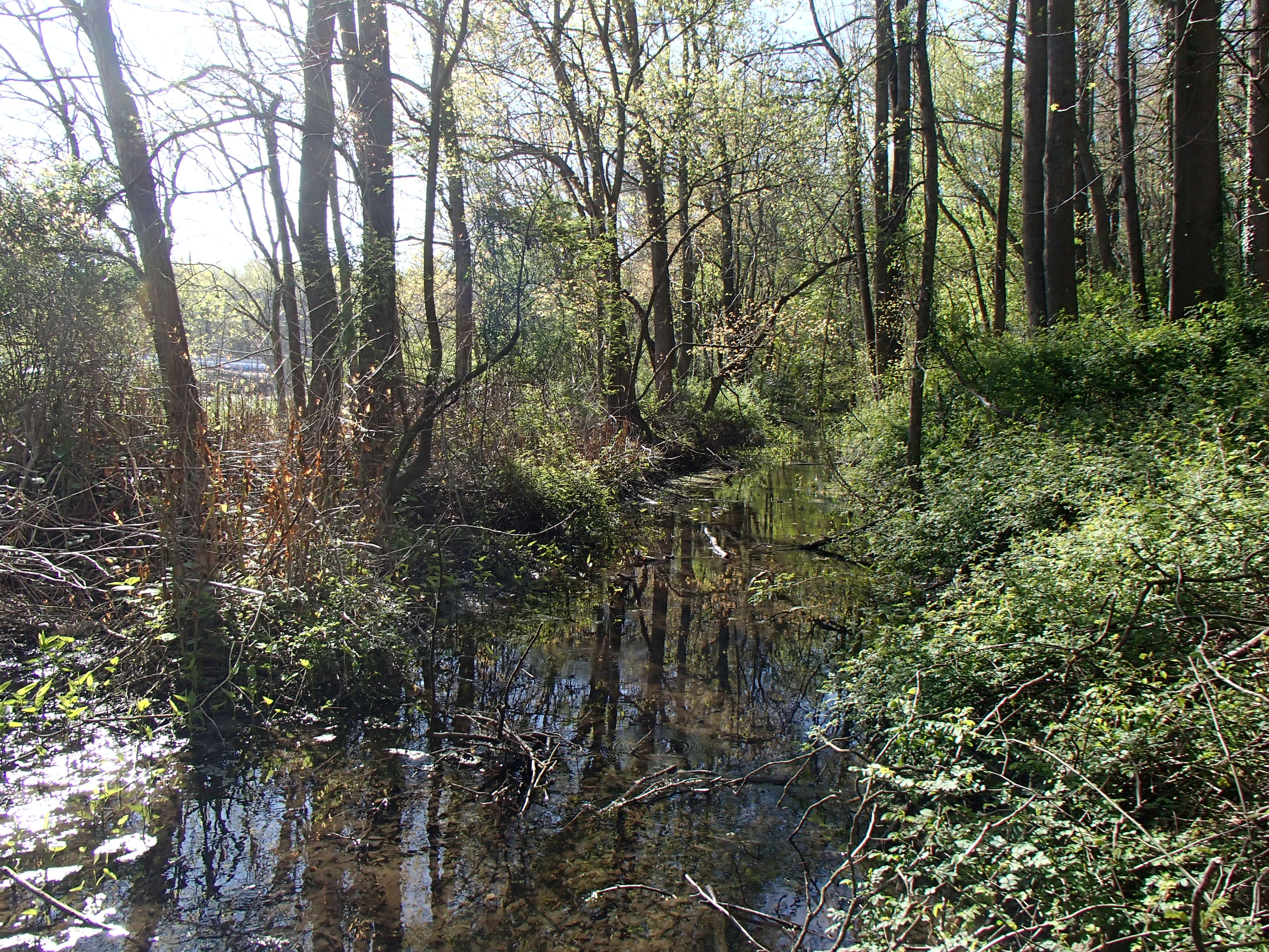 Field photo showing stream conditions at site NANT-111-R-2016_midpoint looking upstream